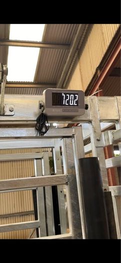 New cattle squeeze crush