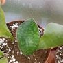 Sansevieria Whale Fin Plant Image 3