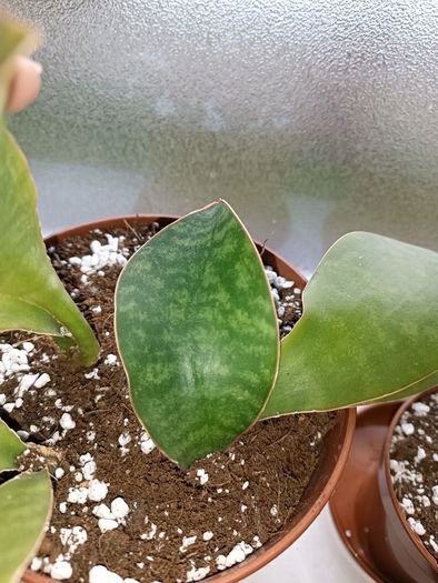 Sansevieria Whale Fin Plant