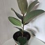 Indoor Plant Image 10