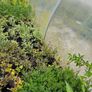 Plants, Flowering Shrubs, Grasses Image 8