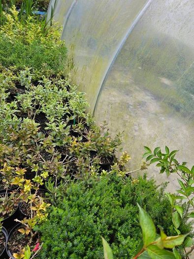 Plants, Flowering Shrubs, Grasses