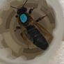 Queen bees mated and non mated as well Image 7