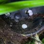 dart frog Image 6