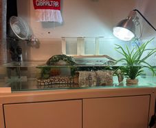 Turtle or Fish Tank Set up