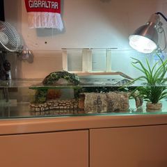 Turtle or Fish Tank Set up
