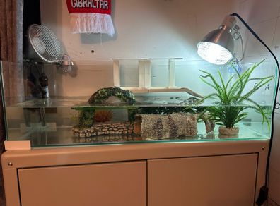 Turtle or Fish Tank Set up