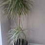 plant Image 3
