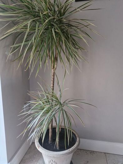 plant