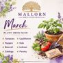 Seeds to plant in April from 1 euro Image 2