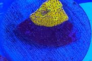 WWC C3PO Lithophyllon