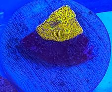 WWC C3PO Lithophyllon