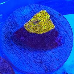 WWC C3PO Lithophyllon