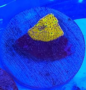 WWC C3PO Lithophyllon
