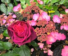 garden plants