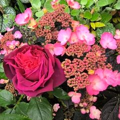 garden plants