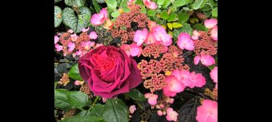 garden plants