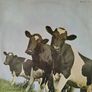 Pink Floyd : Atom heart mother , Harvest 2C06404550 ,(stereo), LP Gatefold France 1972, Vinyle VG+. Image 2