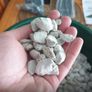 Pumix Stones Image 4