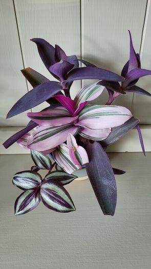 Trailing House Plants.