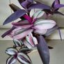 House Plants Image 4