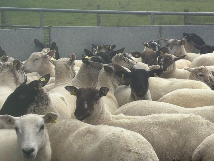 Good Quality Organic Hogget Sheep