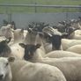 Good Quality Organic Hogget Sheep Image 3
