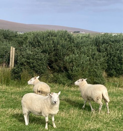 Hoggets and Lambs