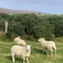 Hoggets and Lambs Image 7