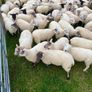 Quality Crossbred Hoggets Image 2