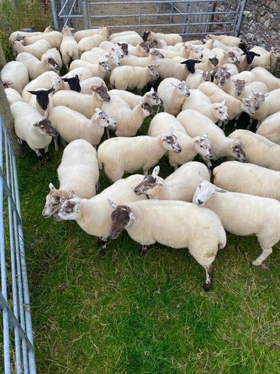 Quality Crossbred Hoggets