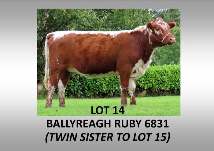 Pedigree Irish Moiled Online Timed Auction