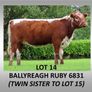 Pedigree Irish Moiled Online Timed Auction Image 5