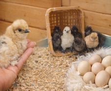 USA Silkie Bantam Chicks & Hatching Eggs