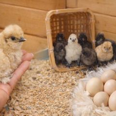 USA Silkie Bantam Chicks & Hatching Eggs
