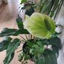 tall Madagascar Dragon Tree (Dracaena marginata), monstera, Peace Lily plant in the black  plastic pot container Image 4
