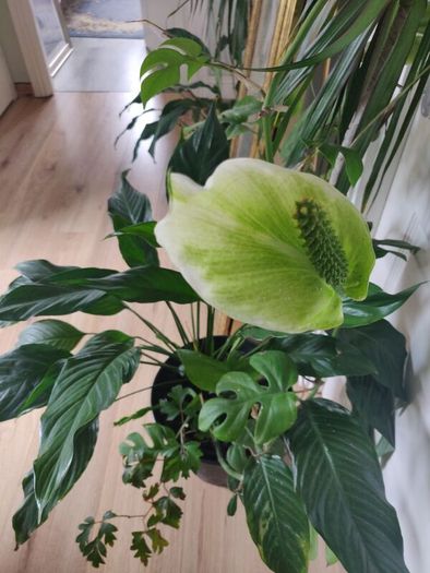 tall Madagascar Dragon Tree (Dracaena marginata), monstera, Peace Lily plant in the black  plastic pot container