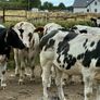 15 Belgium blue store bullocks for sale Image 8