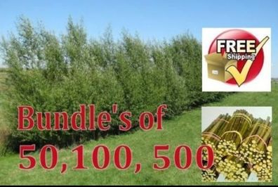 300x12" hybrid willow rod cuttings hedging ecofire