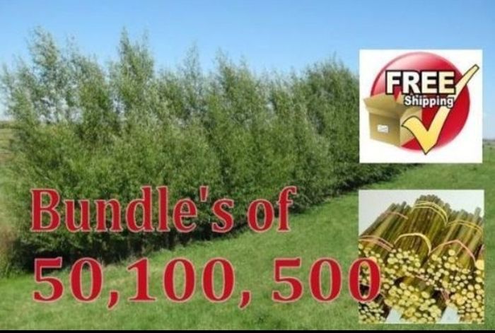 300 x 12" willow cuttings rods