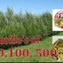 300 x 12" willow cuttings rods Image 3