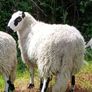 Excellent Kerryhill Hogget rams for sale Image 5
