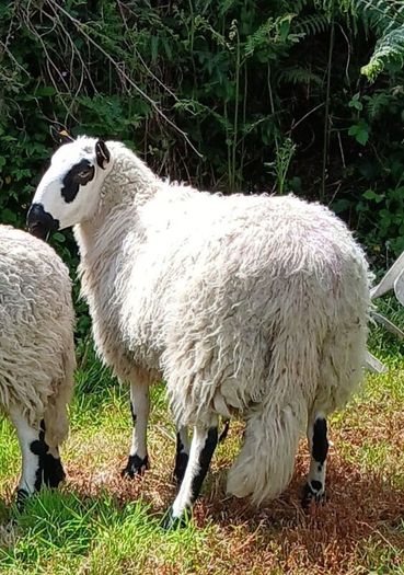 Excellent Kerryhill Hogget rams for sale