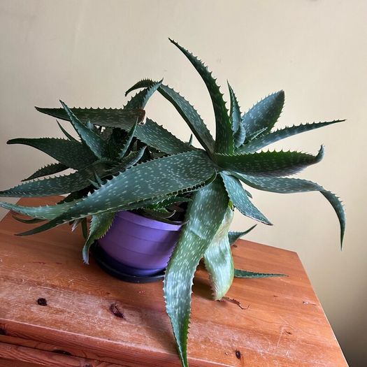 House plants