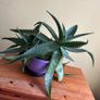 House plants Image 2