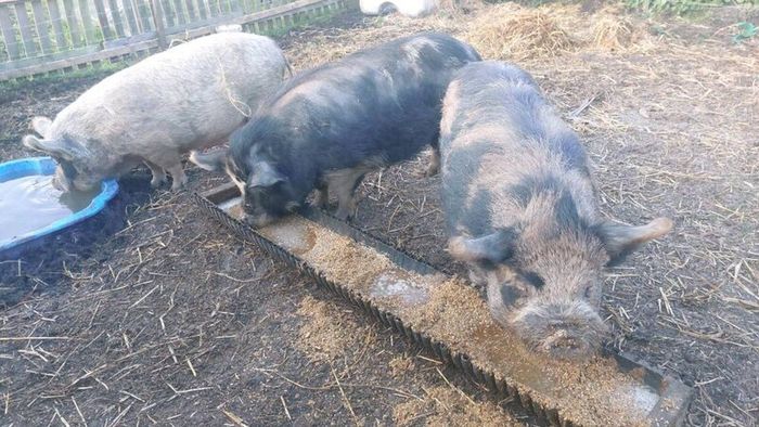 Three pigs, 1x boar and 2x sows