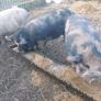 Three pigs, 1x boar and 2x sows Image 2