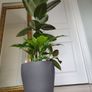 Large Rubber Plant Ficus elastica plant in the ceramic pot Image 5