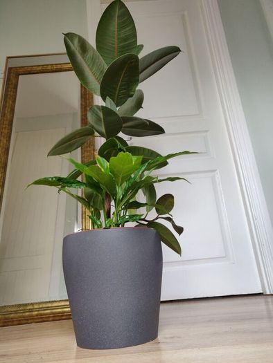 Large Rubber Plant Ficus elastica plant in the ceramic pot