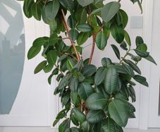 Indoor Plant